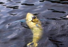 Uz pomoć tunafish robota otkivaju krujumčarenu robu na brodovima BIOSwimmer-robotic-tuna-fish-automatika.rs