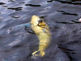 Uz pomoć tunafish robota otkivaju krujumčarenu robu na brodovima BIOSwimmer-robotic-tuna-fish-automatika.rs