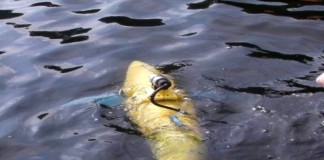 Uz pomoć tunafish robota otkivaju krujumčarenu robu na brodovima BIOSwimmer-robotic-tuna-fish-automatika.rs