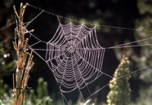 Paukova tehnika pletenja mreže, može biti osnova za kreiranje novog sintetičkog materijala!