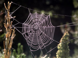 Paukova tehnika pletenja mreže, može biti osnova za kreiranje novog sintetičkog materijala!