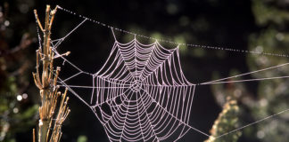 Paukova tehnika pletenja mreže, može biti osnova za kreiranje novog sintetičkog materijala!