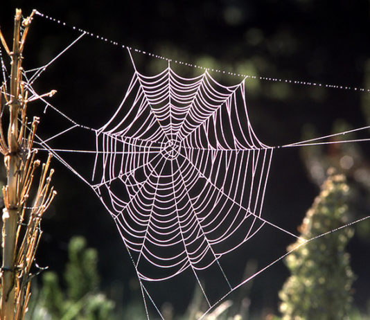 Paukova tehnika pletenja mreže, može biti osnova za kreiranje novog sintetičkog materijala!