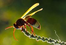 Smrtonisni stršljenje stručnjak za sakupljanje solarne energije!