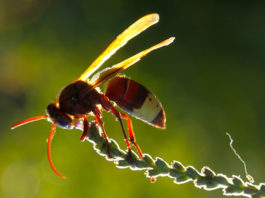 Smrtonisni stršljenje stručnjak za sakupljanje solarne energije!