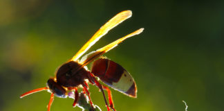 Smrtonisni stršljenje stručnjak za sakupljanje solarne energije!