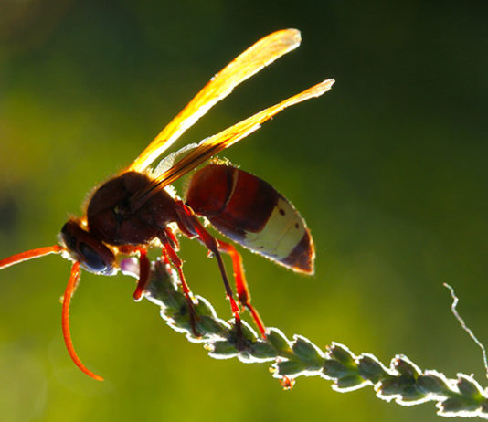 Smrtonisni stršljenje stručnjak za sakupljanje solarne energije!